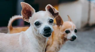 Addio al cane più anziano del mondo